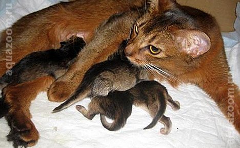 Роды у кошки первый этап Роды у кошки первый этап