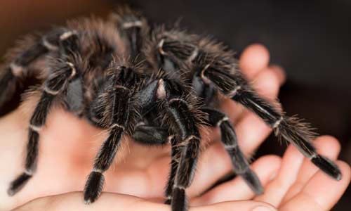 Насекомые для начинающих