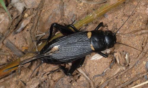 Двупятнистый сверчок: разведение в домашних условиях