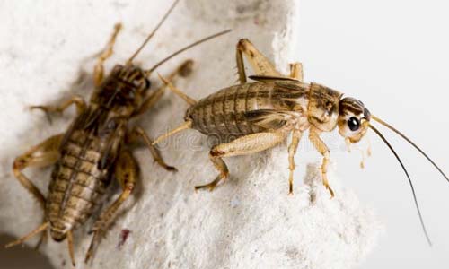 Банановый сверчок: руководство по разведению дома