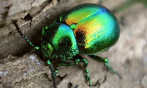 Популярные насекомые и членистоногие