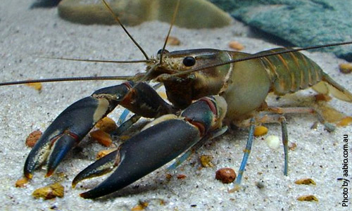 Рак херакс диспар элонгатус, Cherax dispar elongatus