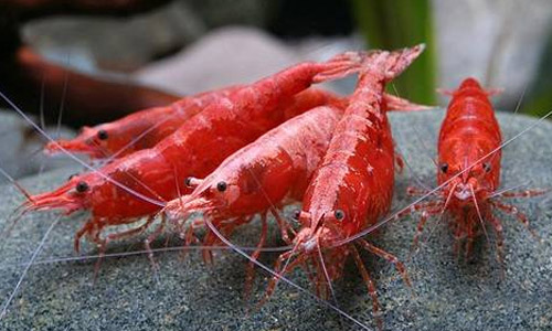 Креветка сакура, Neocaridina heteropoda var. Sakura