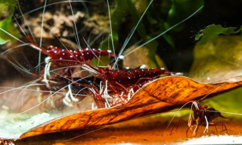 Креветка кардинал сулавеси