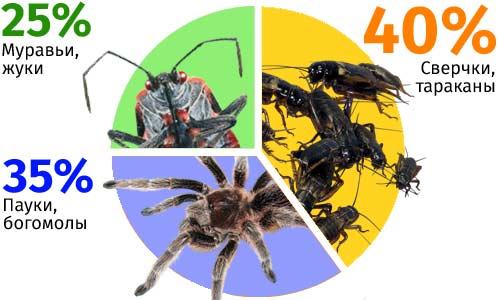 Популярность насекомых и членистоногих