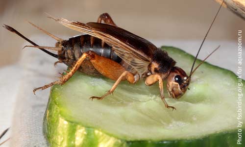 Банановый сверчок ест огурец