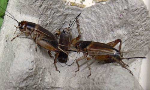 Картонные кассеты из-под яиц увеличивает полезную площадь