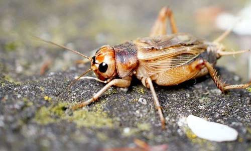 Банановый сверчок, Gryllus assimilis