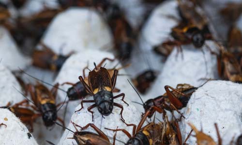 Упаковки от яиц в инсектарии увеличивают полезную площадь