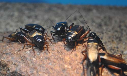 Двупятнистый сверчок, Gryllus bimaculatus