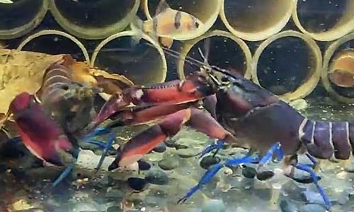 Пара Cherax претендует на 100-литровый аквариум