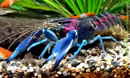 В соседи великолепному раку подойдут шустрые рыбки