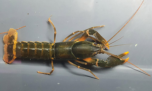 Рак Cherax Snowden