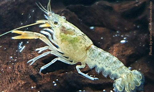Камбареллус нинае, Cambarellus ninae