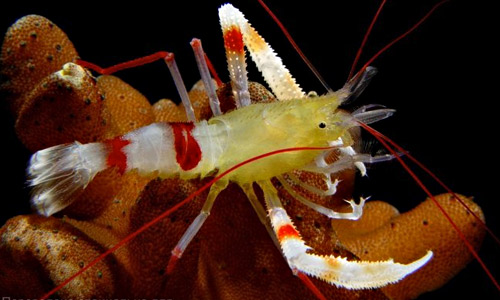 Занзибарская креветка боксёр, Stenopus zanzibaricus Занзибарская креветка боксёр, Stenopus zanzibaricus