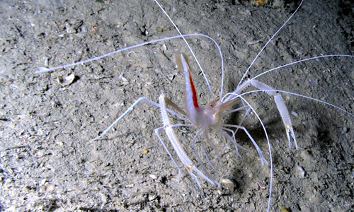 Креветка боксёр огненноснинная, Stenopus pyronotus Креветка боксёр огненноснинная, Stenopus pyronotus