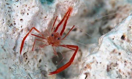 Креветка боксёр Сильвии Эрл, Stenopus earlei Креветка боксёр Сильвии Эрл, Stenopus earlei