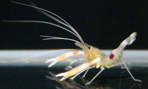 Креветка боксёр Дивейни, Stenopus devaneyi Креветка боксёр Дивейни, Stenopus devaneyi