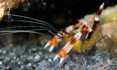 Cиненогая креветка боксёр, Stenopus cyanoscelis Cиненогая креветка боксёр, Stenopus cyanoscelis