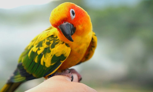 Почему попугаи танцуют под музыку