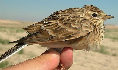 Секс ұрып-соғатын естіледі