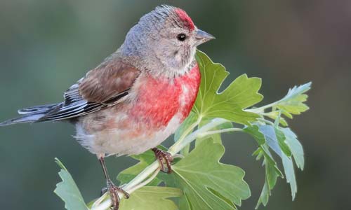 Коноплянка