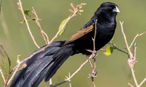 Лирохвостый бархатный ткач