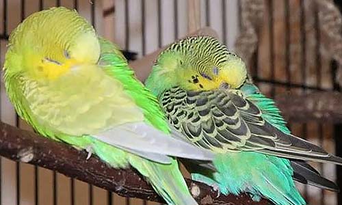 Попугай спит днём: нормально или стоит волноваться