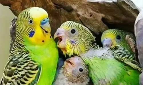 Размножение волнистых попугаев: подробное руководство