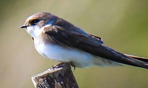 Береговая ласточка: образ жизни и среда обитания