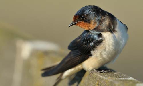 Деревенская ласточка: описание, повадки и образ жизни
