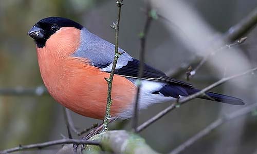 Снегирь: крылатый символ русской зимы