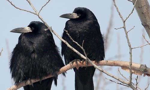 Первые весенние перелётные птицы России: календарь прилёта