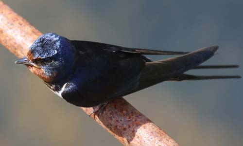 Деревенская ласточка, Hirundo rustica