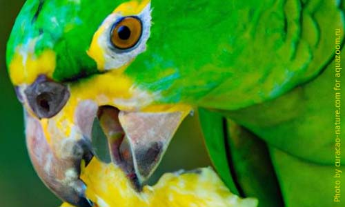 Проверьте рацион питания попугая