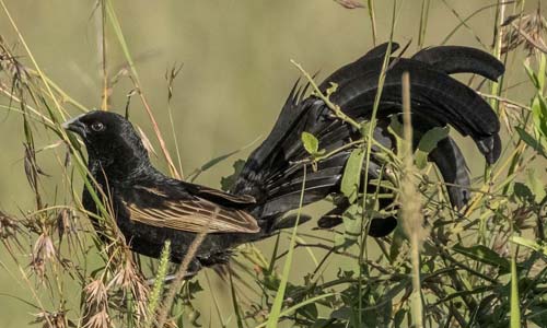 Самец лирохвостого бархатного ткача