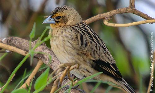 Типичный окрас лирохвостого бархатного ткача