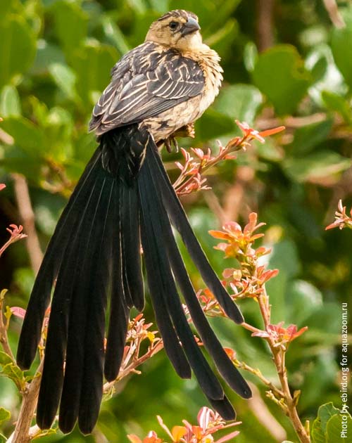 После сезона размножения самец лирохвостого бархатного ткача меняет окрас
