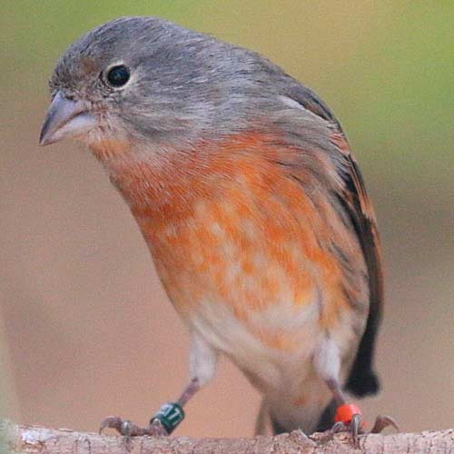 Гибрид коноплянки с канарейкой