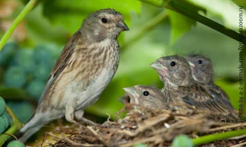 Выкармливают птенцов оба родителя
