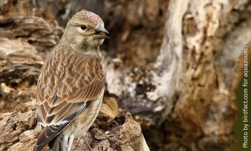 Самочка коноплянки