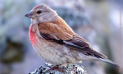 Коноплянка, Linaria cannabina