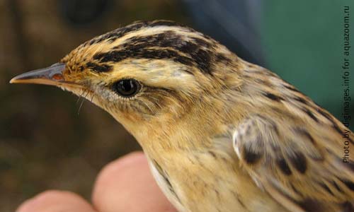 Вертлявая камышовка