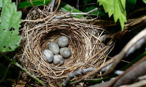 Гнездо камышовки