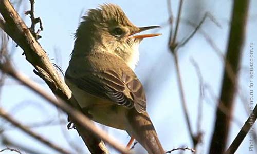 Садовая камышовка