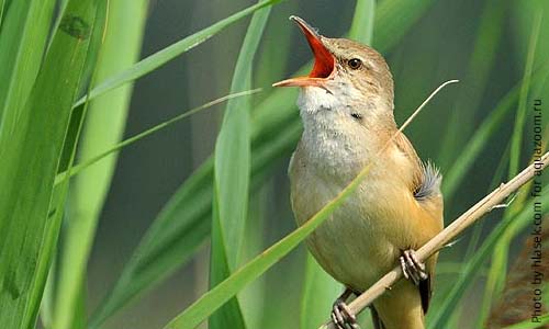 Дроздовидная камышовка