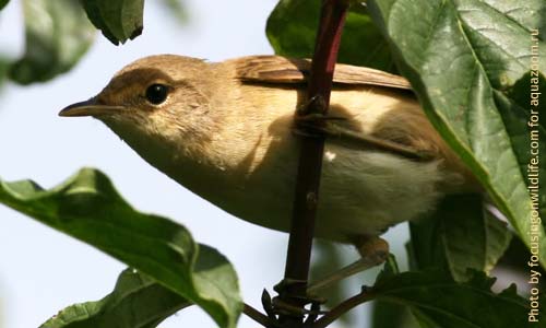 Болотная камышовка