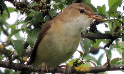 Тростниковая камышовка