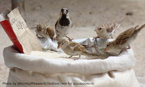 Подворовывать зерно легче, чем гоняться за мухами