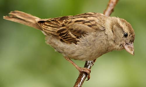 Самка домового воробья